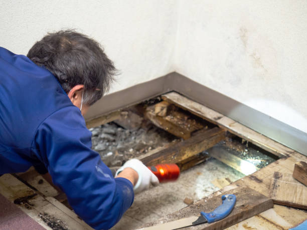 Best Professional Mold Removal  in Emerson, GA