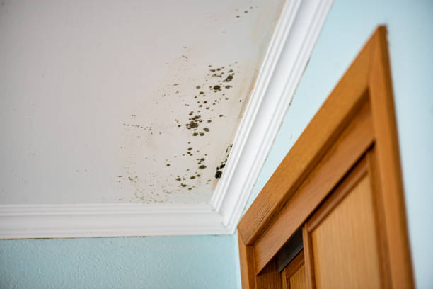 Office Mold Removal Services in Emerson, GA