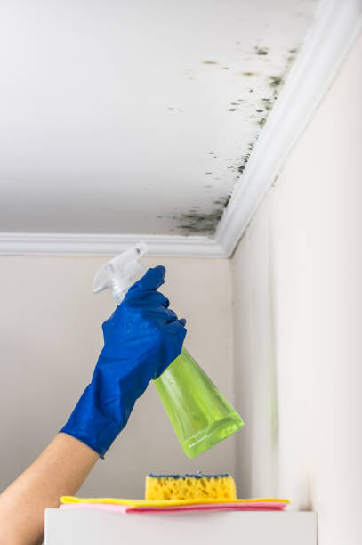 Best Local Mold Removal Service  in Emerson, GA