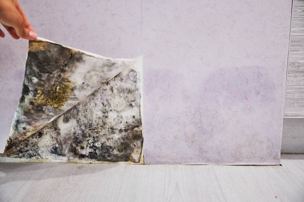 Best Attic Mold Removal  in Emerson, GA